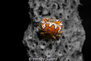 King of Crabs by Henley Spiers 